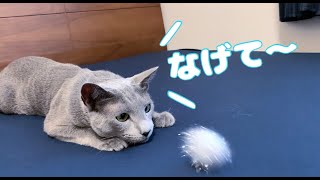 猫とボールで遊んだら、アピールがとってもかわいかった！【ロシアンブルー】