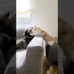 犬にちょっかい出した子猫が…