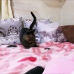 キャッチ遊びでおもしろ動画が撮れちゃった　猫生初　#猫動画　#面白動画　#キジトラ　#衝撃動画