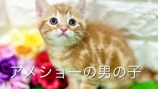 アメリカンショートヘアの子猫　（和歌山）