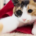 プレゼントと化してしまった子猫、閉じ込められる。