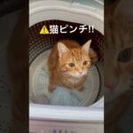 洗濯機に入る猫🙀　⚠️猫ピンチ‼︎　#ドタバタハプニング　#猫のマロン　#アメリカンショートヘア
