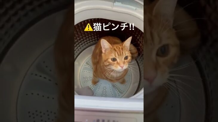 洗濯機に入る猫🙀　⚠️猫ピンチ‼︎　#ドタバタハプニング　#猫のマロン　#アメリカンショートヘア