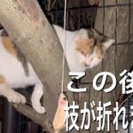 猫じゃらしで三毛猫と遊んでいたら、三毛猫が足をかけていた枝が折れるハプニングが……。