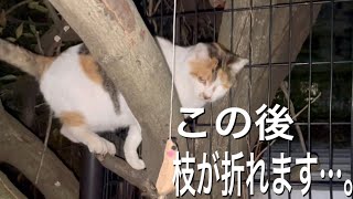 猫じゃらしで三毛猫と遊んでいたら、三毛猫が足をかけていた枝が折れるハプニングが……。