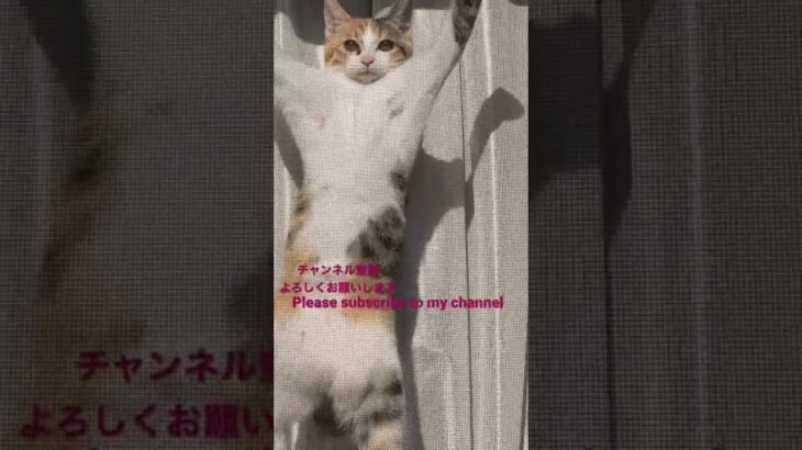 ロッキーになったおもしろねこ