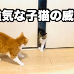 先住猫を威嚇する子猫