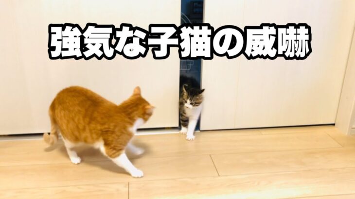 先住猫を威嚇する子猫