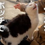 子猫が仲間外れに⁉独りで寂しかった何度も膝に乗ってくる