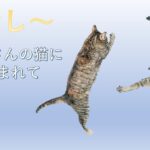 【癒し動画】～たくさんの猫ちゃん～