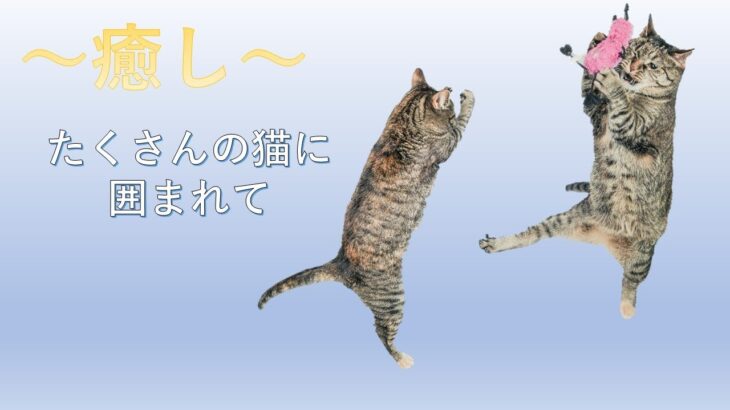 【癒し動画】～たくさんの猫ちゃん～