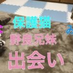 元野良猫みゅうとなな１ 片足の子猫 保護猫 初めて合った猫の反応 【猫オタク１００】