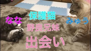 元野良猫みゅうとなな１ 片足の子猫 保護猫 初めて合った猫の反応 【猫オタク１００】