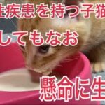 【先天性疾患を持つ子猫】臍ヘルニアの子猫、懸命に生きる#保護子猫 #保護猫 #子猫 #茶トラ #生後1ヶ月