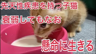 【先天性疾患を持つ子猫】臍ヘルニアの子猫、懸命に生きる#保護子猫 #保護猫 #子猫 #茶トラ #生後1ヶ月