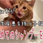 【先天性疾患の臍ヘルニアを持つ子猫】猫嫌いのパパが初めてのシャンプーをしたら…#保護子猫 #保護猫 #子猫 #茶トラ #生後1ヶ月