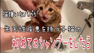 【先天性疾患の臍ヘルニアを持つ子猫】猫嫌いのパパが初めてのシャンプーをしたら…#保護子猫 #保護猫 #子猫 #茶トラ #生後1ヶ月