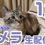 【カメラ】子猫かりんが1歳になりました！立派に成長した姿をご覧ください！うしくんカエルくん登場のパペットマペットカメラ生配信(正装)🐮🐸🐱🐱【祝】