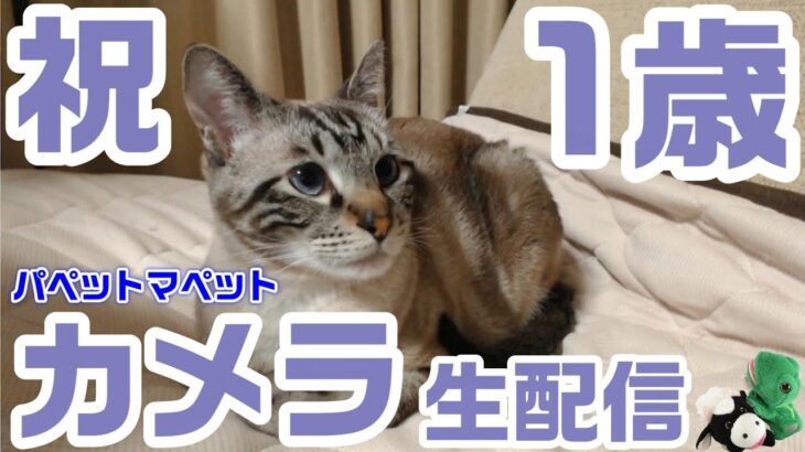 【カメラ】子猫かりんが1歳になりました！立派に成長した姿をご覧ください！うしくんカエルくん登場のパペットマペットカメラ生配信(正装)🐮🐸🐱🐱【祝】