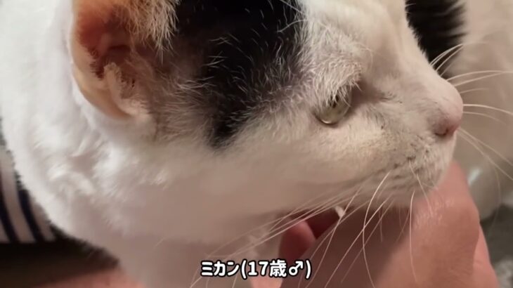 【ぬこん家のねこ125】ぬこん家の猫たちの自己紹介をさせていただきます