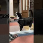 【ぬこん家のねこ135】とにかく母ちゃんに抗議する猫　#shorts