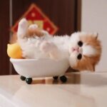 「絶対笑う」最高におもしろ 猫のハプニング, 失敗動画集・かわいい猫 #3
