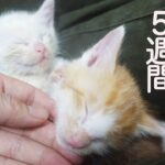 障害を示唆された子猫、兄弟子猫に寄り添われた5週間