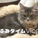 ＃7 【癒し】子猫のふみふみで幸せのおすそわけ