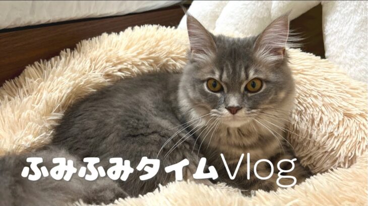 ＃7 【癒し】子猫のふみふみで幸せのおすそわけ