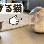 液体化した猫にハプニングが・・・ Cat happening