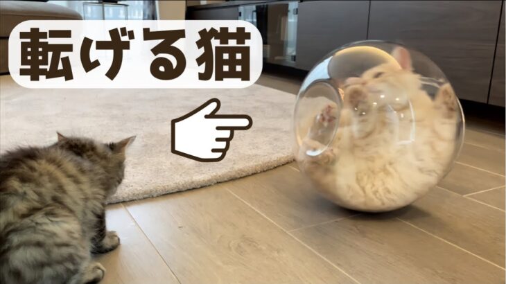 液体化した猫にハプニングが・・・ Cat happening