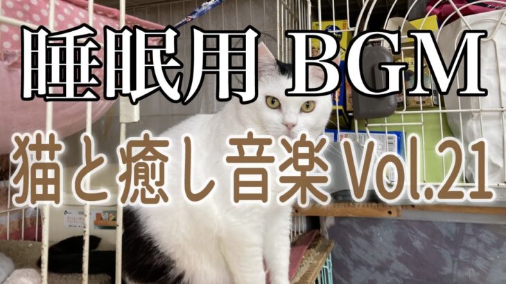 【睡眠用】猫と癒し音楽Vol.21　BGM音小さめ