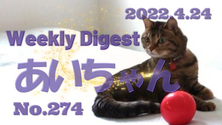 Weekly digest【２本足の癒し猫 あいちゃんを癒しの音楽とともに～】No.274 先週１週間のアップ動画をぎゅっと詰めてお送りいたします。