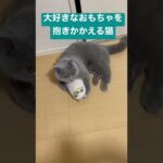 大好きなおもちゃを抱きかかえる猫 #かわいい #britishshorthair #cat #cutecat #kitten #ブリティッシュショートヘア #子猫 #猫 #ねこ