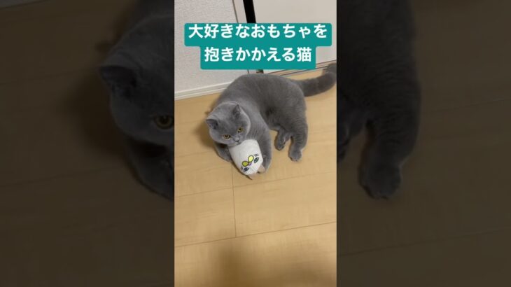 大好きなおもちゃを抱きかかえる猫 #かわいい #britishshorthair #cat #cutecat #kitten #ブリティッシュショートヘア #子猫 #猫 #ねこ