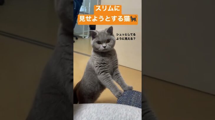 スリムに見せようとする猫 #かわいい #britishshorthair #cat #cutecat #kitten #ブリティッシュショートヘア #子猫 #猫 #bsh #ねこ #まんまる猫