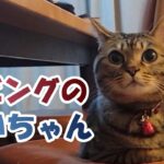 #cat #猫好き　リビングのあいちゃん【癒し猫あいちゃんを癒しの音楽とともに～】No.261