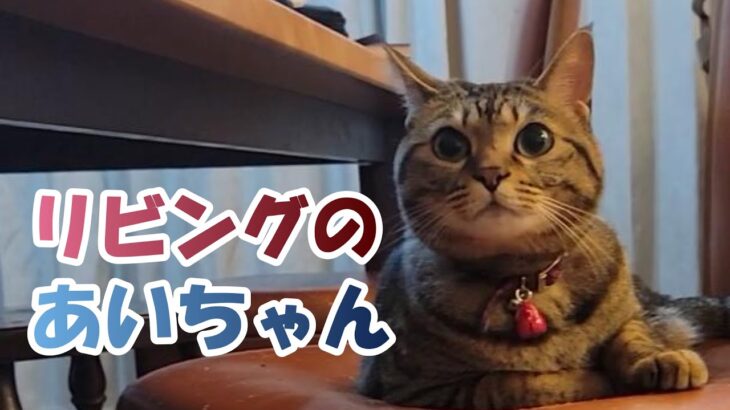 #cat #猫好き　リビングのあいちゃん【癒し猫あいちゃんを癒しの音楽とともに～】No.261