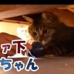 #cat #猫好き　あいちゃん@ソファ下【癒し猫あいちゃんを癒しの音楽とともに～】No.264