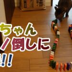 #cat #猫好き　あいちゃんドミノ倒しに挑戦！【癒し猫あいちゃんを癒しの音楽とともに～】No.268