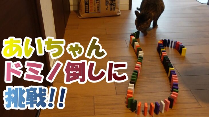 #cat #猫好き　あいちゃんドミノ倒しに挑戦！【癒し猫あいちゃんを癒しの音楽とともに～】No.268