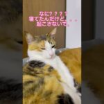 眠い🥱　#short #猫　#かわいい　#眠い　#お腹いっぱい　#猫団子