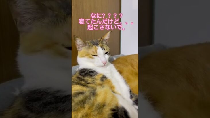 眠い🥱　#short #猫　#かわいい　#眠い　#お腹いっぱい　#猫団子