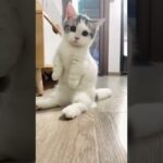 【猫】かわいい猫#shorts