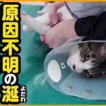 【子猫保護】突然のよだれ…ご飯を食べない！病院へ連れて行きました