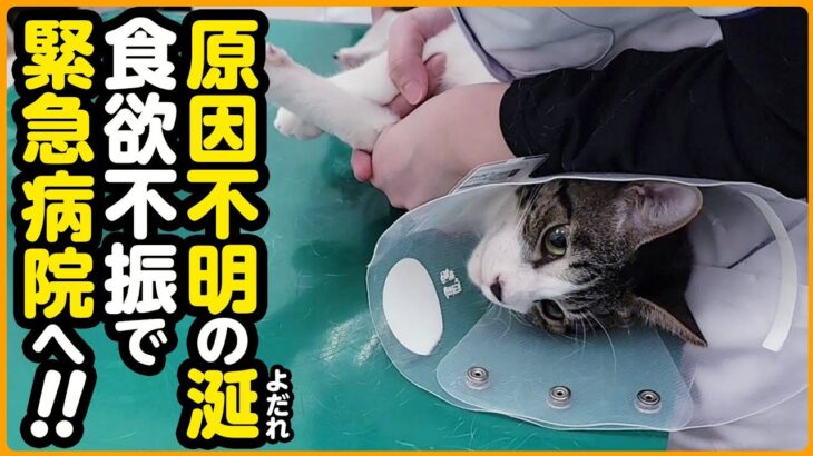 【子猫保護】突然のよだれ…ご飯を食べない！病院へ連れて行きました