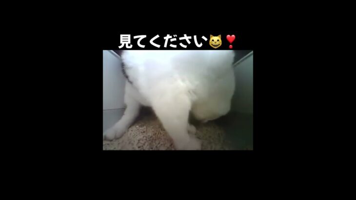 システムトイレを使いこなせるように❣️#ねこ#猫 #かわいい #ねこ部