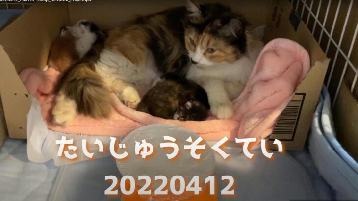 生後４日！子猫５匹！体重測定！