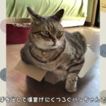 【新】ボクの箱 【ふたたび】#猫おもしろ動画 #猫癒し動画 #猫おもしろ動画集 #猫のパンちゃん