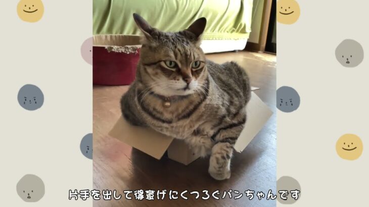 【新】ボクの箱 【ふたたび】#猫おもしろ動画 #猫癒し動画 #猫おもしろ動画集 #猫のパンちゃん